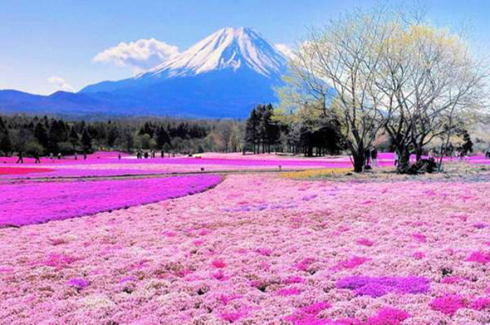 Nhật Bản tháng 5 là phù hợp nhất cho các chuyến du lịch