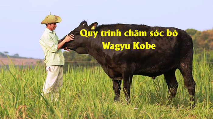 Quy trình chăm sóc bò Kobe vô cùng cần thận và chặt chẽ